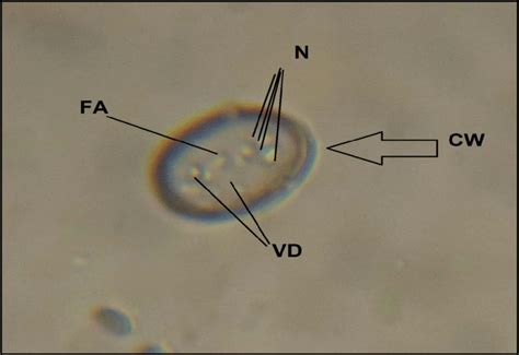 Cyst Of Giardia In Direct Smear 16 X 40 3d Nuclei N Flagellar Download Scientific