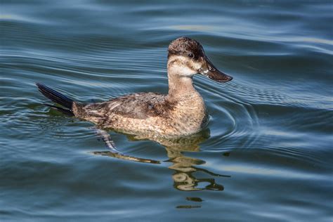 Ruddy Duck Hen John Ehrenfeld Photography Flickr