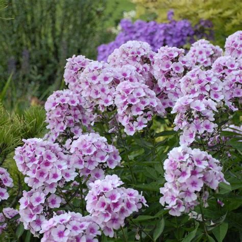 Phlox Paniculata Bright Eyes Garden Phlox From Antheia Gardens