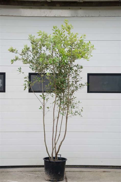 Quercus Ilex Steeneik Multistam Meerstammige Bomen Bomenexpress