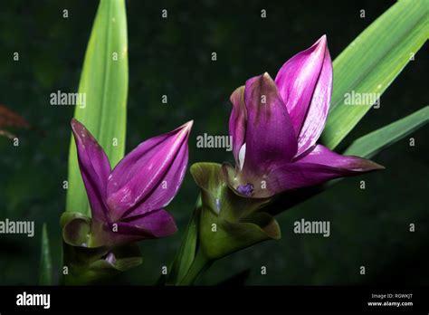 Siam Tulip Curcuma Alismatifolia Stock Photo Alamy