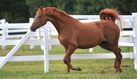 Morgan Horse Breed - History, Types, & Temperament - Helpful Horse Hints