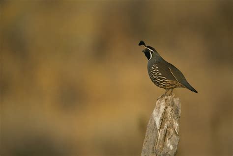 California Quail Song Call Voice Sound