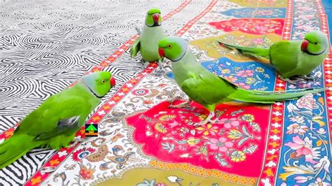 Chatterbox Ringneck Parrots Funny Moments On Bed Green Parrots Dance And Talking With Each