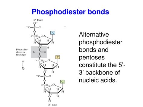 phosphodiester bond