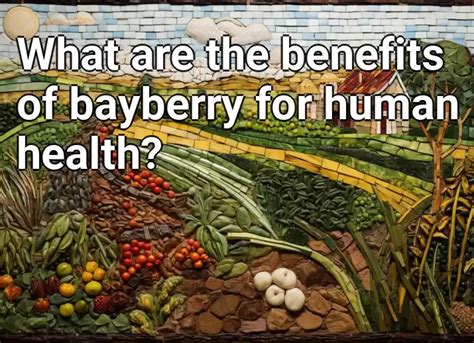 What Are The Benefits Of Bayberry For Human Health Agriculture Gov