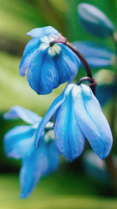 Spring Flowers Anna Pereczkowska Flickr