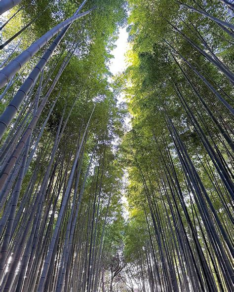 【京都嵐山一日遊】嵐山必去 9 大景點完全整理！嵐山小火車穿梭嵯峨野竹林！即睇乘搭攻略！ 四圍旅行 自由旅行攻略