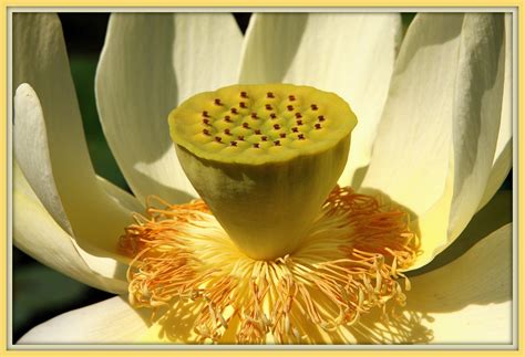 Walk With Father Nature American Lotus