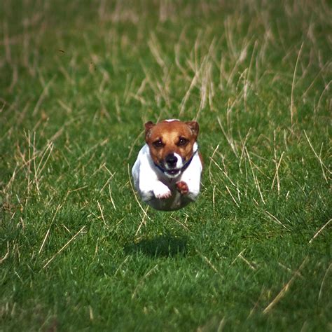 Fileflying Jack Russell Terrier