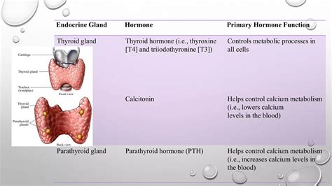 Hormonal cascade system involving hypothalamus | PPT