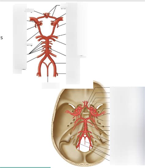 Diagram of Neuro | Quizlet