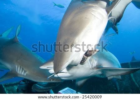 Shark Feeding Frenzy Stock Photo 25420009 : Shutterstock