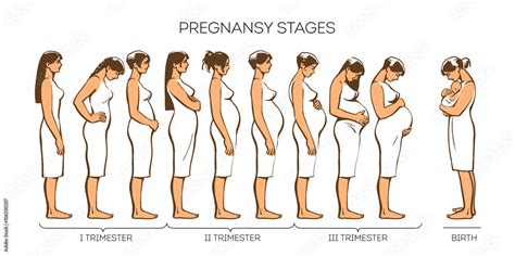 Stages of pregnancy. Vector image of stages of pregnancy. Pregnant ...