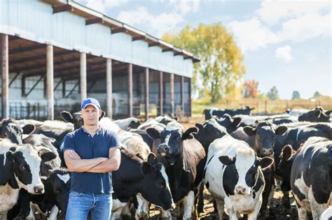 Resumen Del Rendimiento De Las Vacas Lecheras Con Harina De Soja