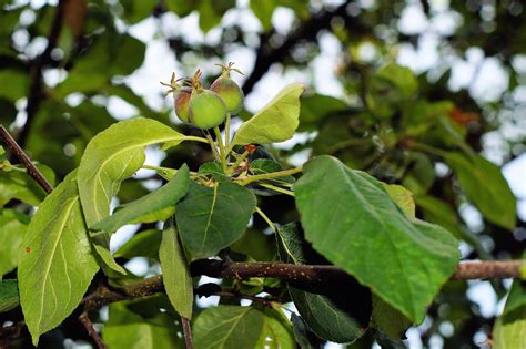 Fotos Gratis Naturaleza Rama Flor Fruta Hoja Comida Verde