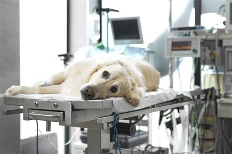 Dog ACL Surgery: Price, What It Fixes, and Recovery - A-Z Animals