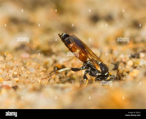 Digger Wasp Dinetus Pictus Female Digs The Nest In Sandy Ground