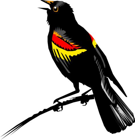 Red Winged Blackbird Png Images Transparent Background Png Play