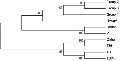 Phylogenetic tree constructed by Clustal W program and Maximum ...