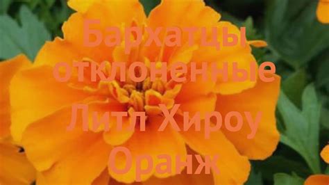 Бархатцы отклоненный Литл Хироу Оранж 🌿 обзор: как сажать, семена ...