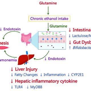 Effects Of Glutamine Supplementation On The Protein Expressions Of TLR4