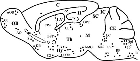 Schematic Representation Of A Sagittal Section Of The Mouse Brain