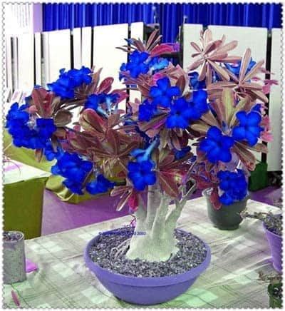 Rosa Do Deserto Preta E Azul - Rosa do Deserto – Como Cuidar? + 60 Fotos Desta Planta Magnífica!