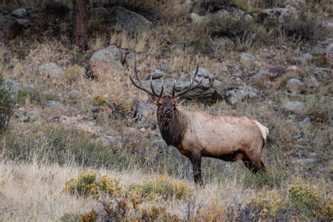 Large Bull Elk Standing On A Hillside In Tall Grass Stock Image Image