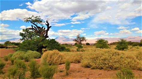 Unap Integra Proyecto Sobre Ecología Histórica Aplicada Para Bosques