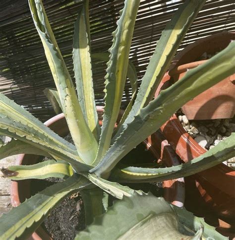 Grosse Agave Medioptica Aurea SELTEN Winterhart Kaufen Auf Ricardo