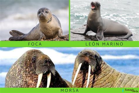 Introducir 98 Imagen Diferencias Entre Focas Y Lobos Marinos Abzlocal Mx