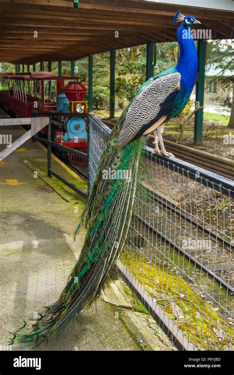 Beautiful Peacock Standing On The Fence Red Train In The Background