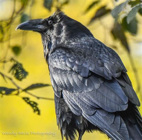 Pin By Renee Klaus On Ravenesque Raven Bird Crow Art Crows Ravens