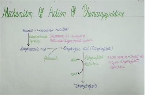 Pharmacology of Drugs: phenazopyridine-Mechanism of action