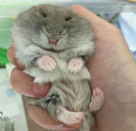 A Person Holding A Small Hamster In Their Hand With It S Eyes Closed