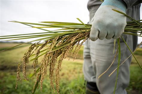 NFA Announces New Price Setting Mechanism For Purchases Of Palay