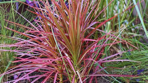 Cordyline Plant The Complete Guide To Care Types And Varieties