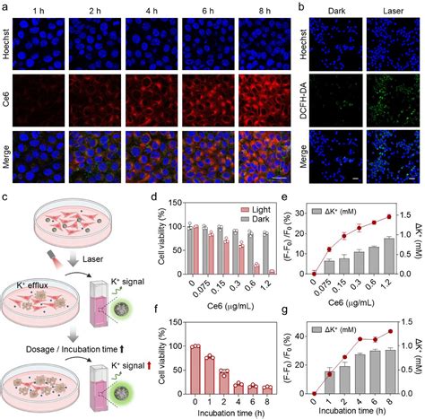 A Real‐Time Cell Death Self‐Reporting Theranostic Agent for Dynamic ... 