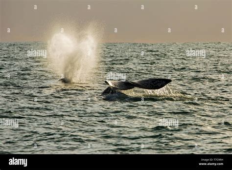 Gray whale / Gray Whale (Eschrichtius robustus) on their migratory ...