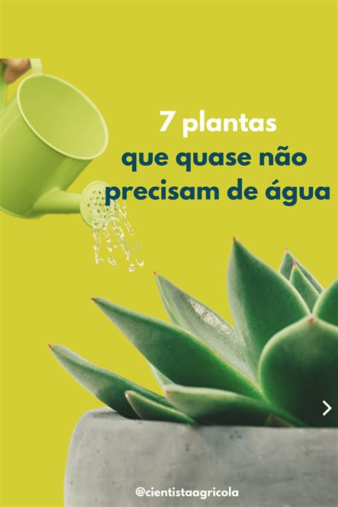 7 plantas que quase não precisam de água Plants Algarve Garden