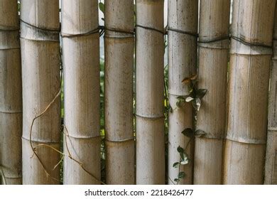 Bamboo Fence Backgrounds Textures Stock Photo Shutterstock