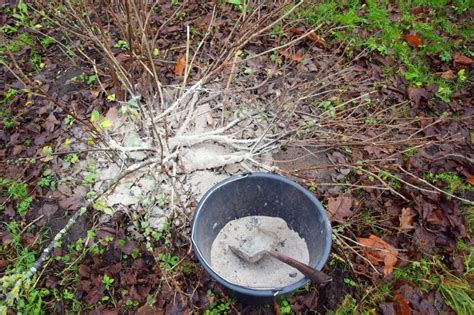 Asche als Dünger einsetzen Vor Nachteile und Tipps zur Anwendung