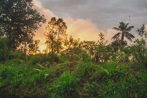 clouds, jungle sunset, mountain, sunset, trees, view 4k wallpaper ...