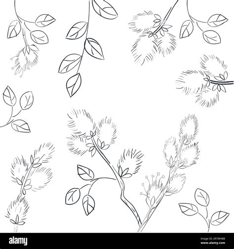 Floral Background With Pussy Willow Stock Vector Image Art Alamy