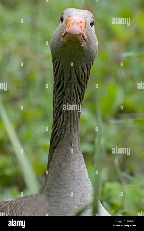 A Greylag Goose Staring At The Camera Closely Stock Photo Alamy