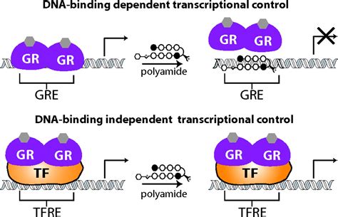 Repression Of Dna Binding Dependent Glucocorticoid Receptor Mediated