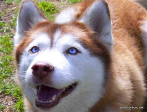 30 hình ảnh chó husky đẹp và dễ thương nhất hiện nay