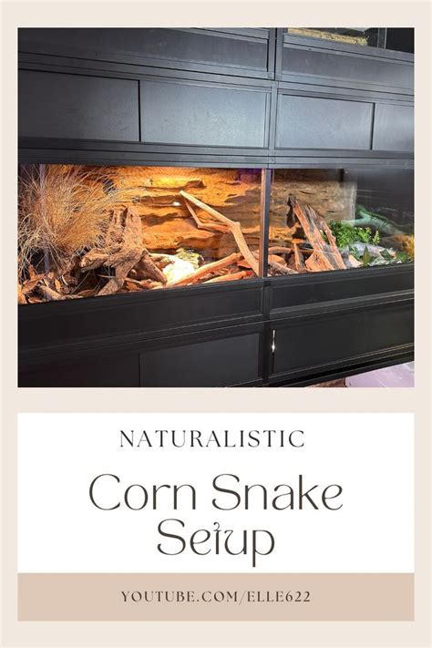 Tired Of Your Corn Snake Being On Aspen This Naturalistic Setup