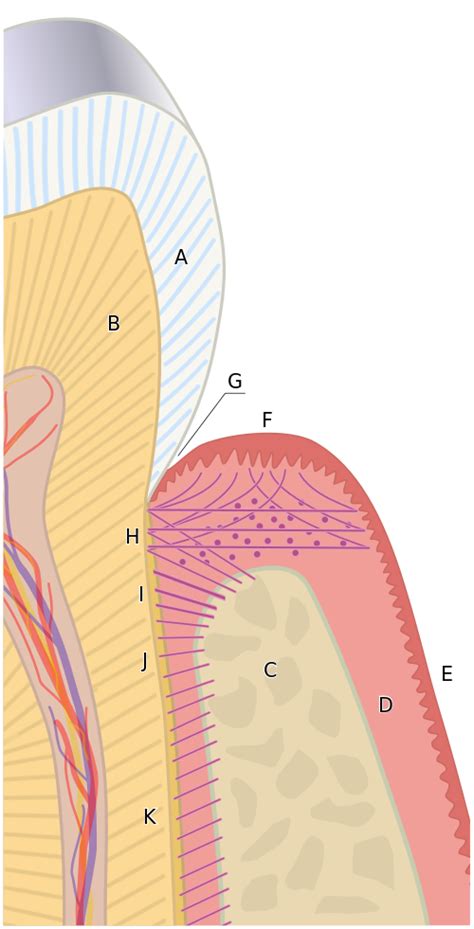 cementum wikipedia